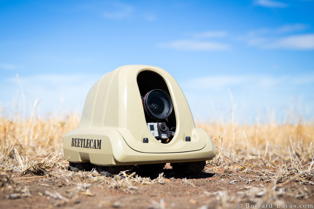 Will Burrard-Lucas’ remote-controlled Beetlecam.